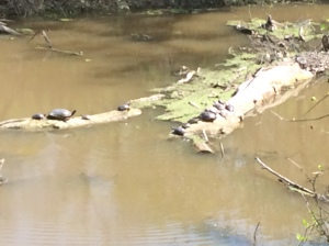 Turtles were out sunning all along the canal
